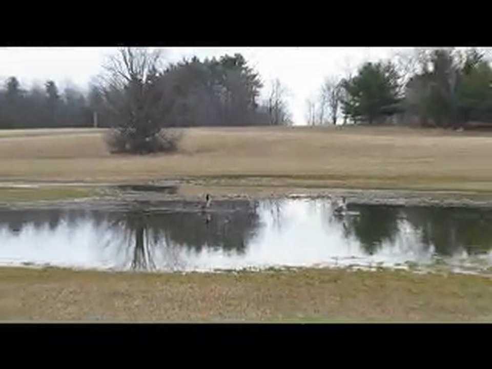 Les outardes sont de retour