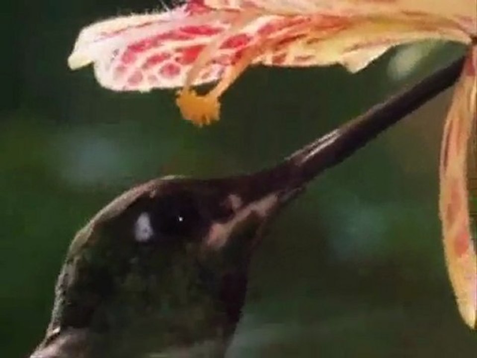COLIBRI - EL COLIBRI Y LA POLINIZACION - DOCUMENTAL