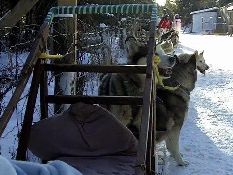 Faire du Traineau à Chiens au Canada