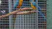aras ara araraunas ararauna perroquet bleu et jaune
