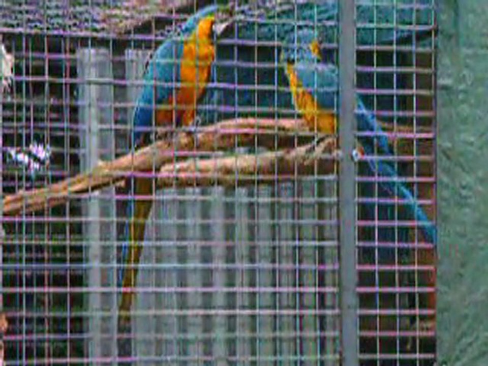 aras ara araraunas ararauna perroquet bleu et jaune