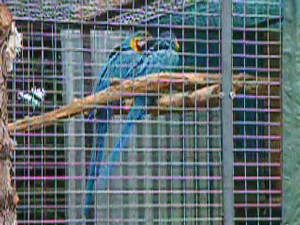 aras auraunas ararauna bleu et jaune