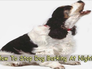 Learn How to Stop Dog Barking at Night