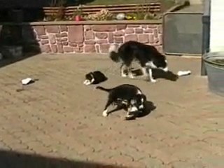 chiots  border collie ils ont 7 semaine