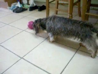 canelle la teckel en train de manger en jouant avec sa balle