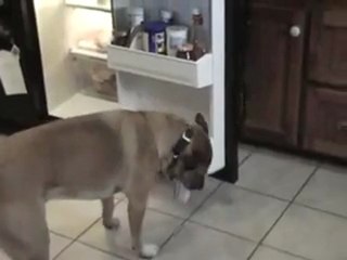 Chien qui apporte des bières