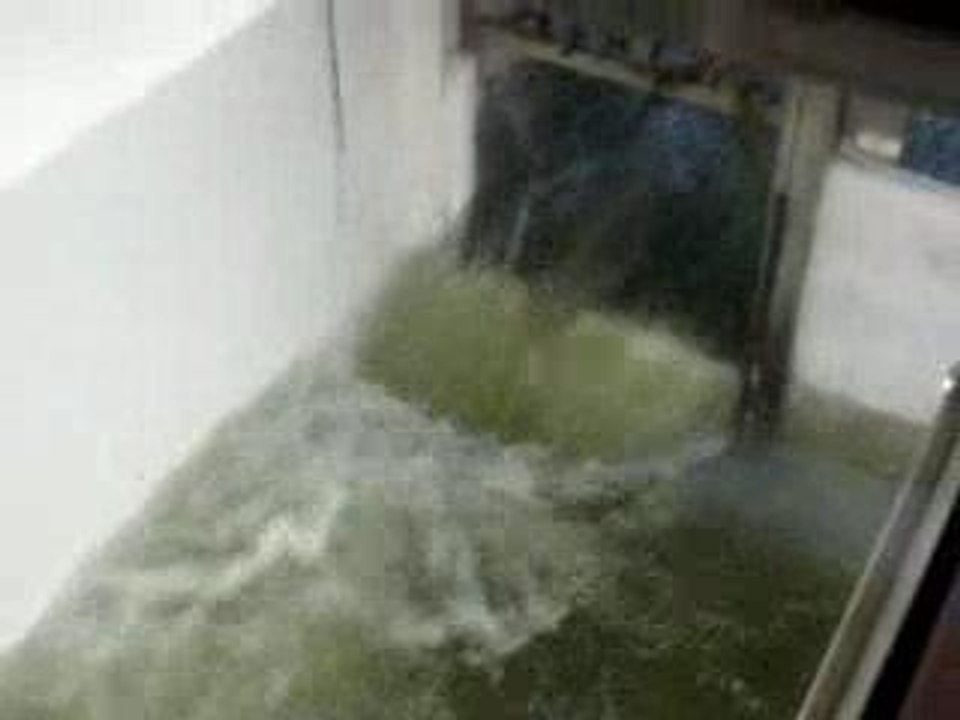 saumon  dans la passe de Matane