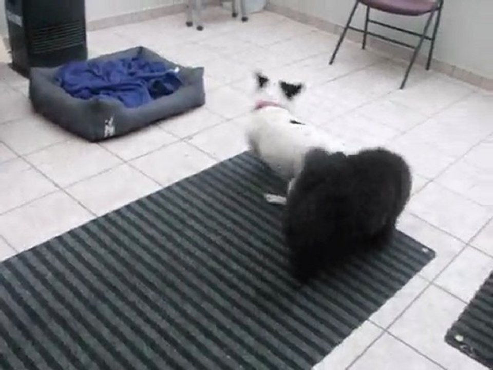 Black et lola 2