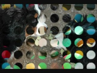 Elevage des eaux vives de tourtour, Var (83)