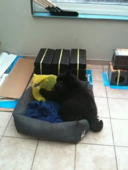 Black et le karquant a lola