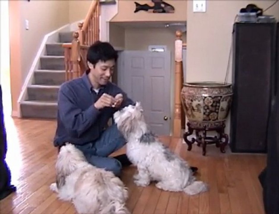 How To Teach Your Dog The Down Command