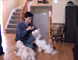 How To Teach Your Dog The Down Command