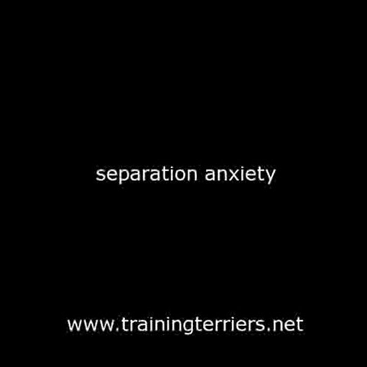 Training Terriers