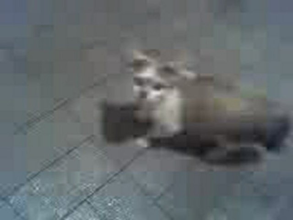 Chat en colères