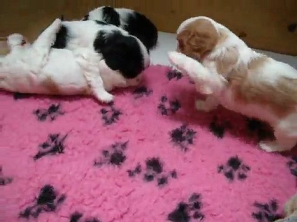 Bébés de cyrabelle à quatre semaines