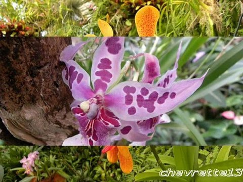 Jardin orchidées Funchal
