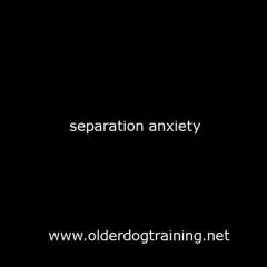 Older Dog training