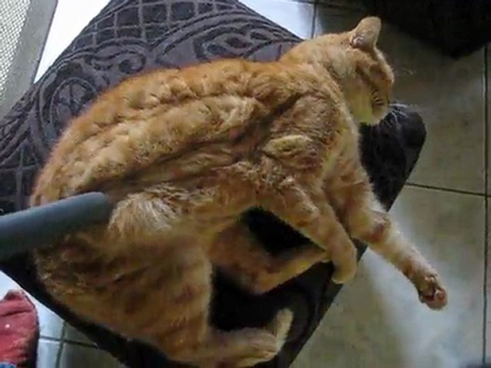 Comment passer l'aspirateur sur un chat!