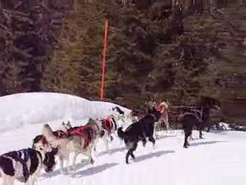 Championnat de France 2010 de chiens de traineau aux Saisies