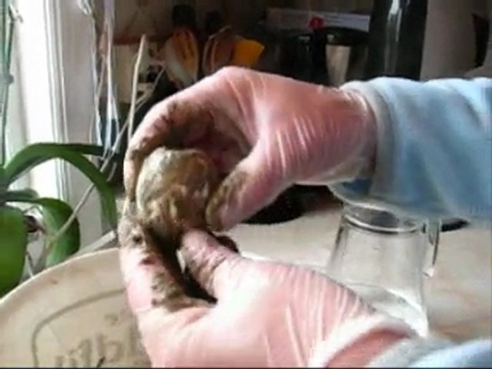 Lottas Trädgård - Påskägg av betong