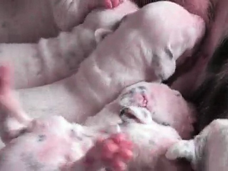 21 mars 2010 : les chiots de Marine ont 15 jours