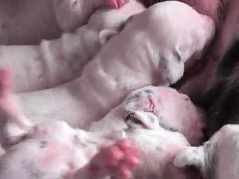 21 mars 2010 : les chiots de Marine ont 15 jours