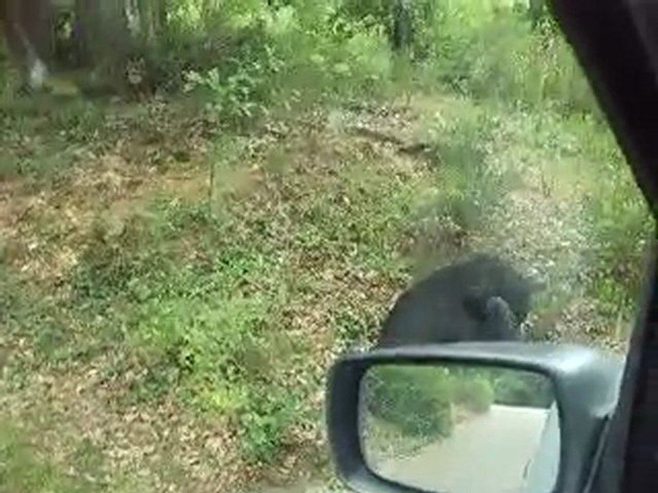 Les Ours 4