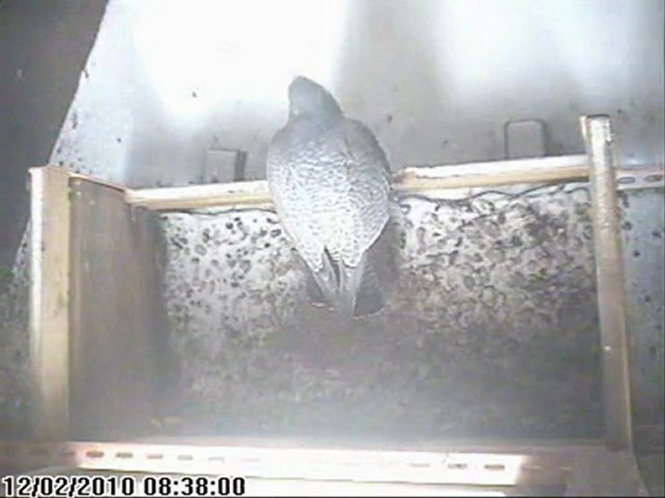 Faucon pèlerin Nancy (54,FR) Incubation