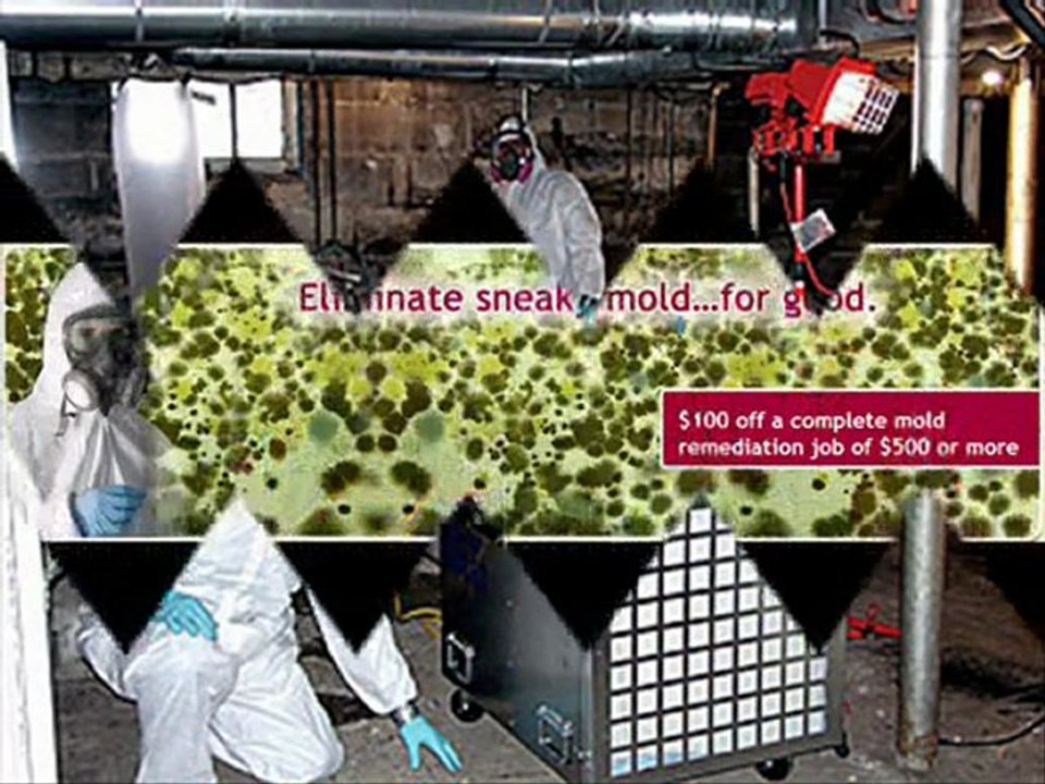 Mold Removal - Hire Mold Removal Company, Florida