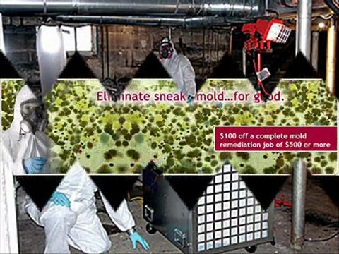 Mold Removal - Hire Mold Removal Company, Florida