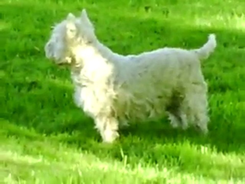 Nos chiens devant chez nous