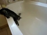 Gattino scivola nella vasca ed impazzisce