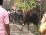 India: bisonte sulla folla