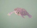 Les tortues de tai tam reservoir