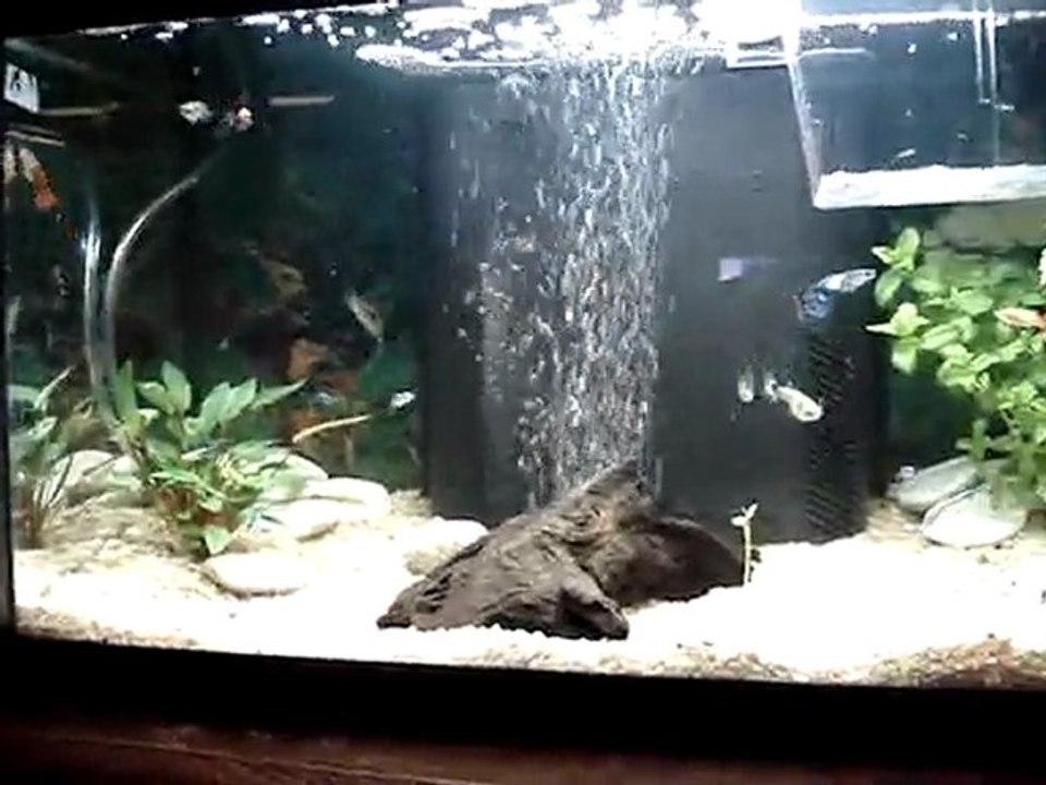 Vanille et les poissons