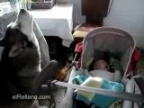 Il cane ulula per calmare il bebè