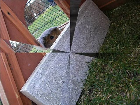 Louvette mon cochon d'inde péruvien