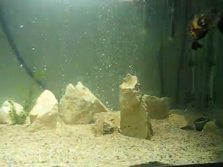 yeni tankımın ilk videosu