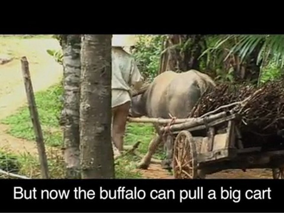 ActionAid: An's Buffalo