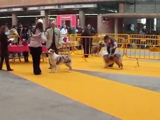 Dance01 expo Girona Cacib (2°Excellent)