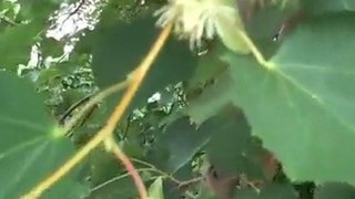 Linden Tree, How to Harvest and Care For Tilia