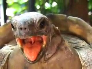 Черепаший Секс :DDD