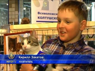 Эрмитажные коты меняют место жительства
