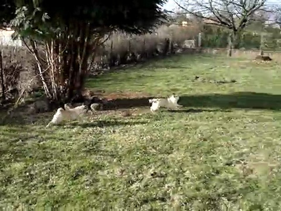 Elvis et Zorka