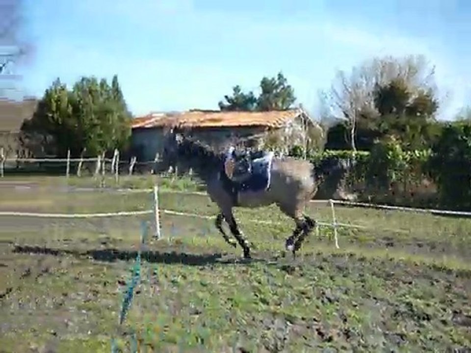 Galop Zarda (3 ans)