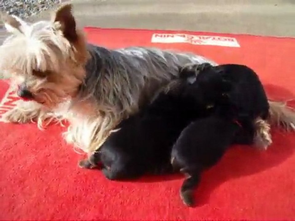 Chiots yorkshires du Val de Vergy