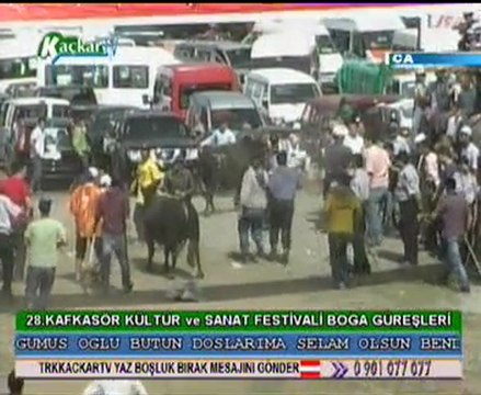 Artvin Videoları Kafkasör Festivali Boğa Güreşleri 2008