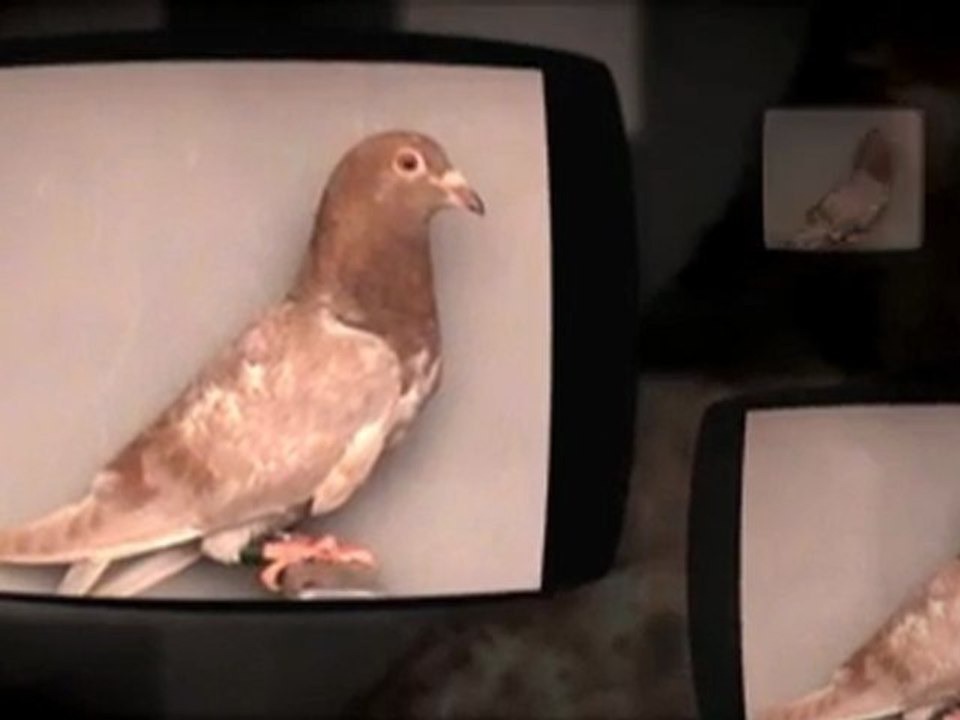 Pigeon Pals Racing Club Daily Results 244