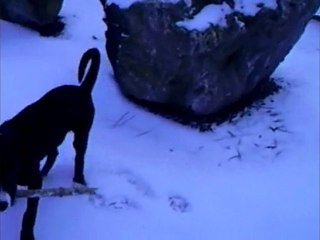 labrador croiser american staff ( MOLIE )