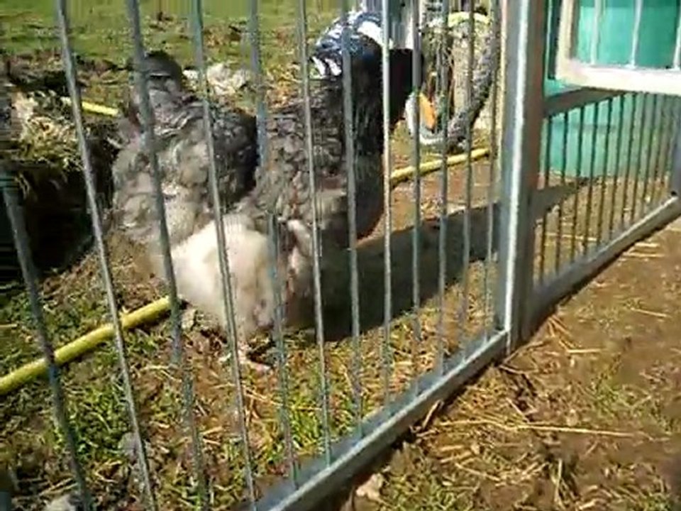 première sortie des poupous 2eme partie